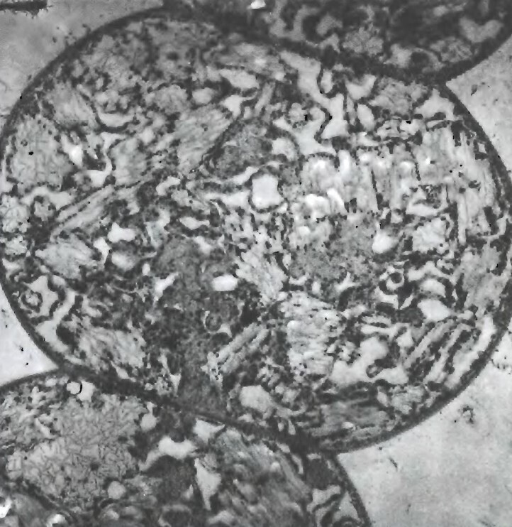 Происхождение жизни на Земле Ч.3.