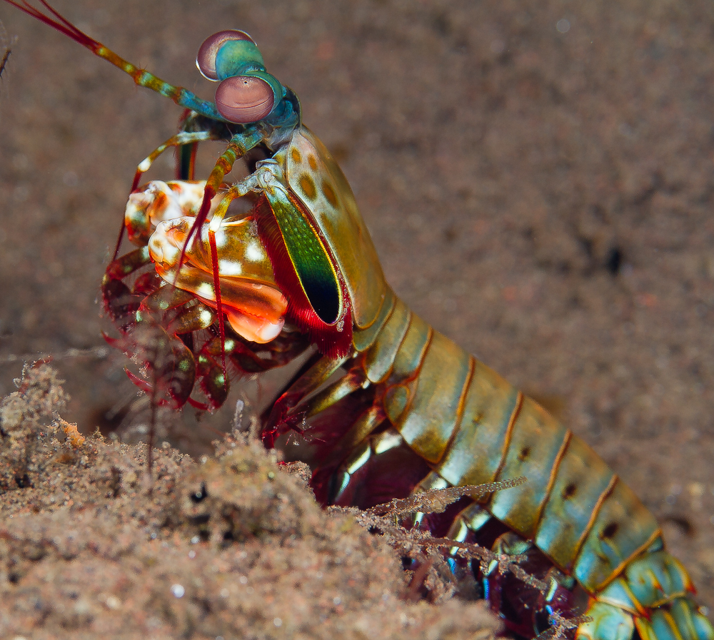 Шокирующих фактов о животных, о существовании которых вы даже не подозревали !