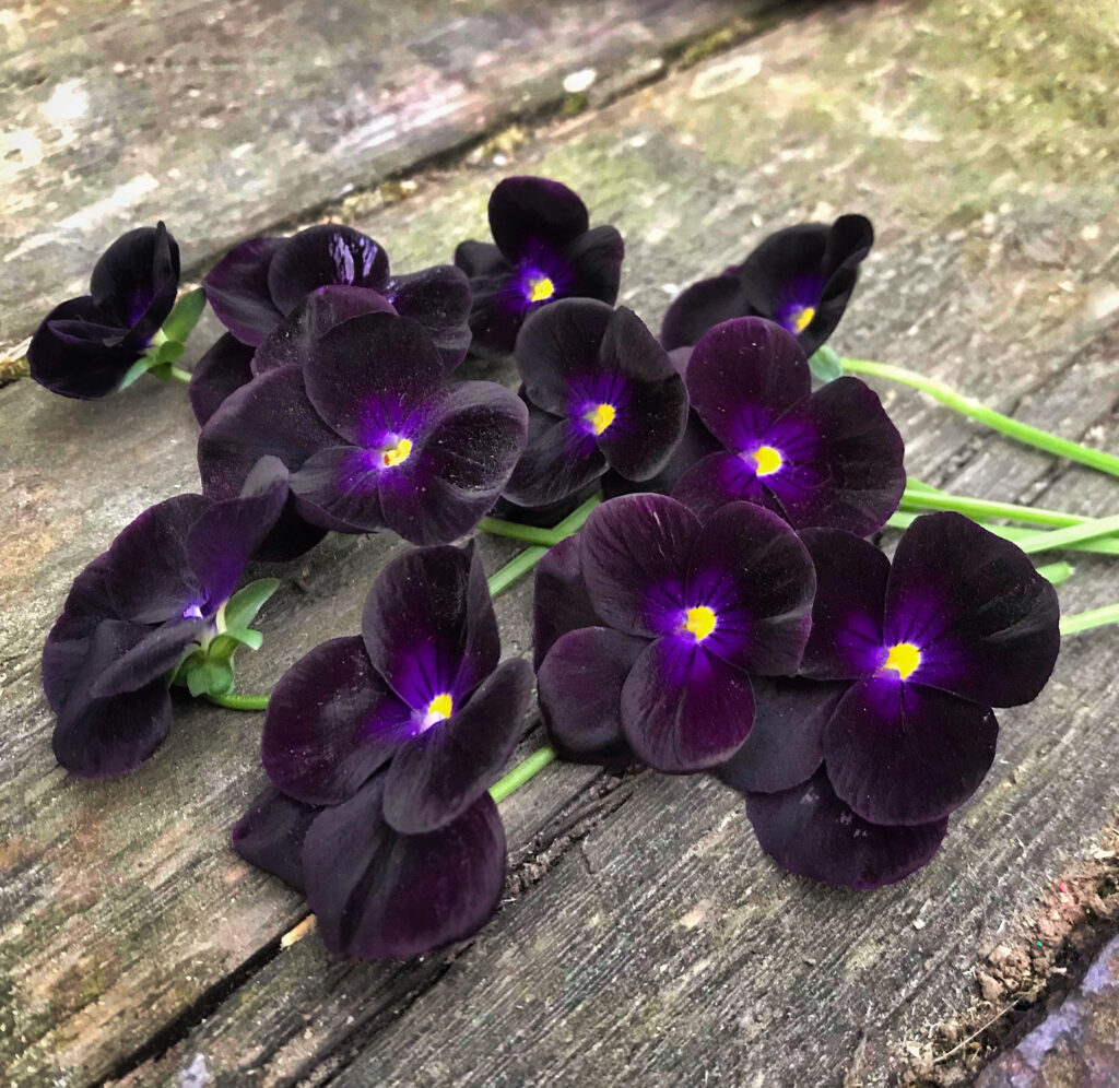 Черных весенние цветы.