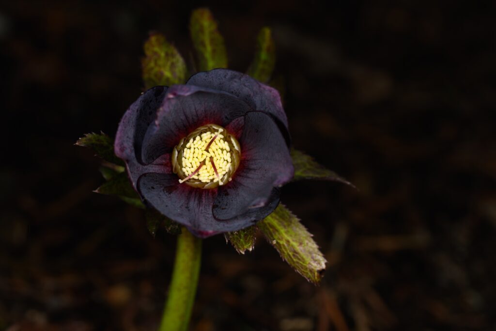 Черных весенние цветы.