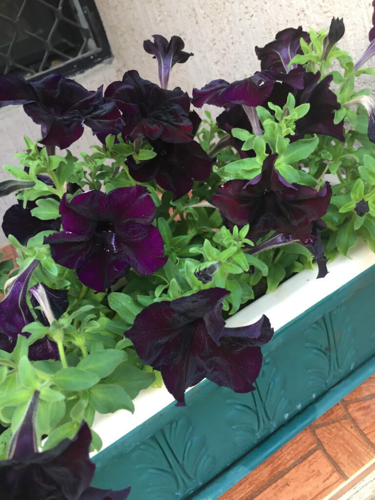 Черных весенние цветы.