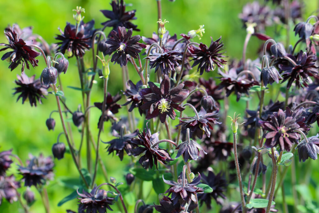 Черных весенние цветы.