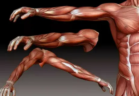 Интересно о теле человека