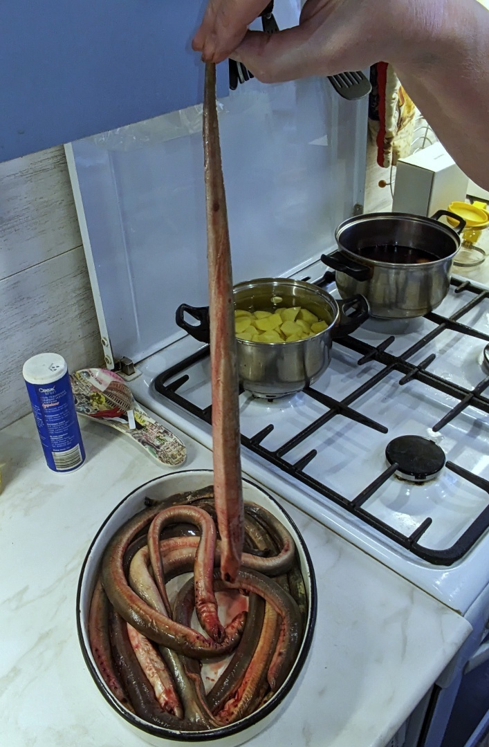 Минога или Морская змея какая она на вкус?