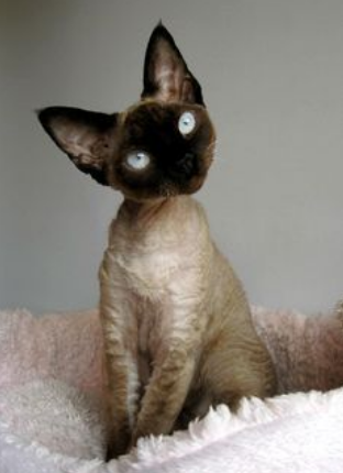 5 интересных фактов о кошках породы девон-рекс