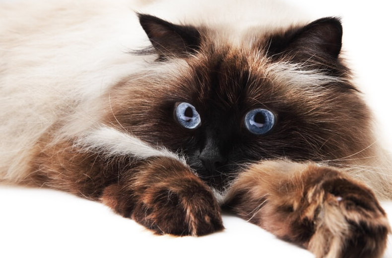 5 интересных фактов о кошках Рэгдолл