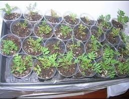 🌺🥀🌼Бархатцы на рассаду. Когда сеять бархатцы? Как сделать все правильно при посадке бархатцев? 🌻