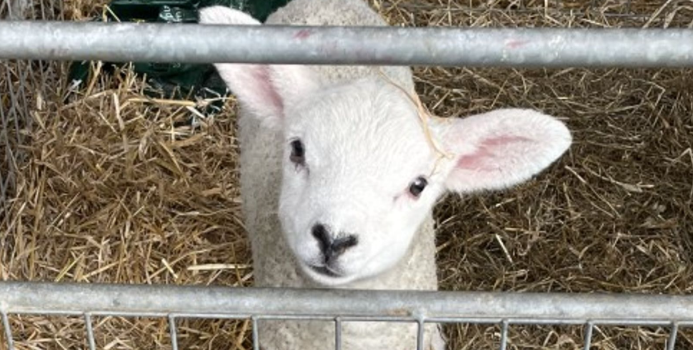 «Страшные» нападения собак на овец обходятся фермерам в миллионы фунтов стерлингов в год.