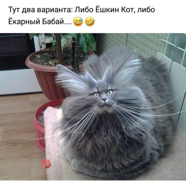 Ешкин кот и ядрена вошь фото