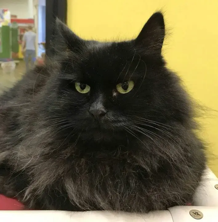 Мужчина заплатил за то, чтоб забрали из приюта пять котов, которых обычно трудно забирают.