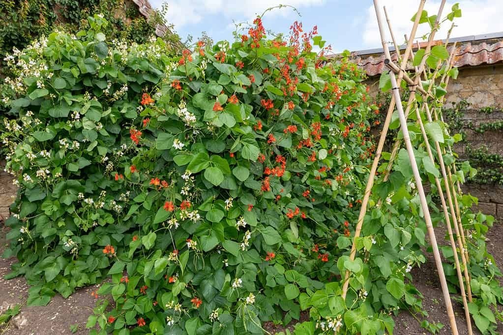 Как выращивать бобы.