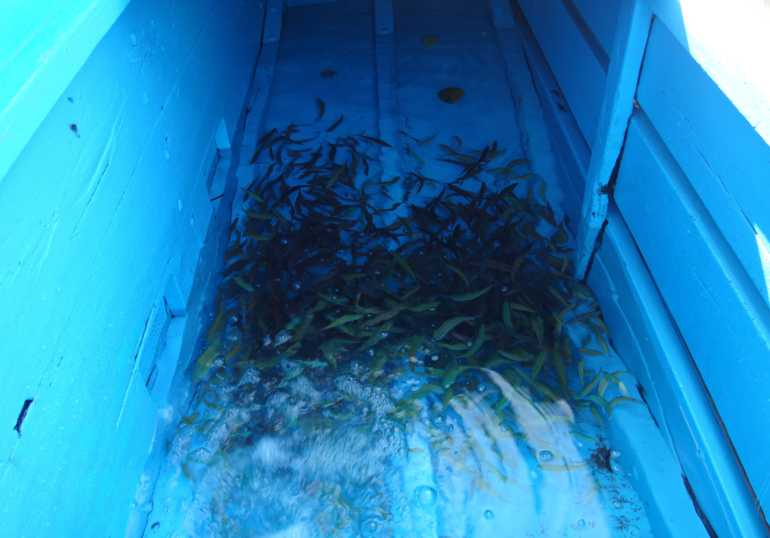 Мальдивы. Не забываемое посещение рыбацкого острова Thuladoo