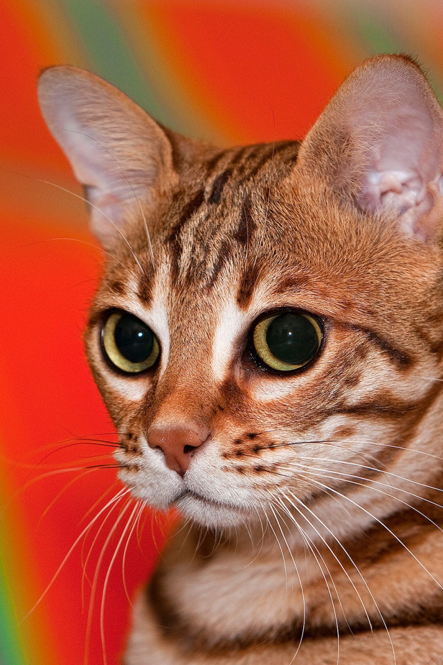 Истории про кошек и как назвать кота, если он серый.