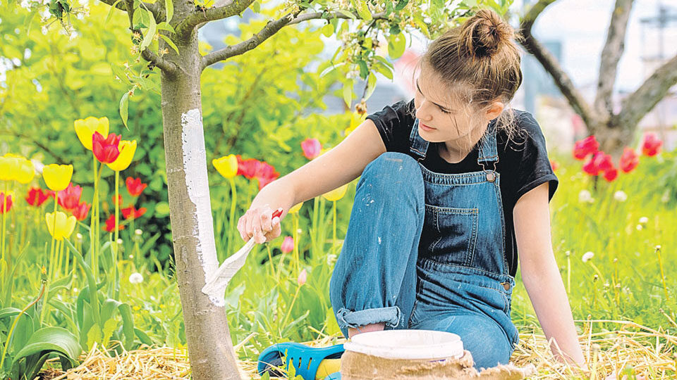 Советы и рекомендации для процветающего сада под открытым небом