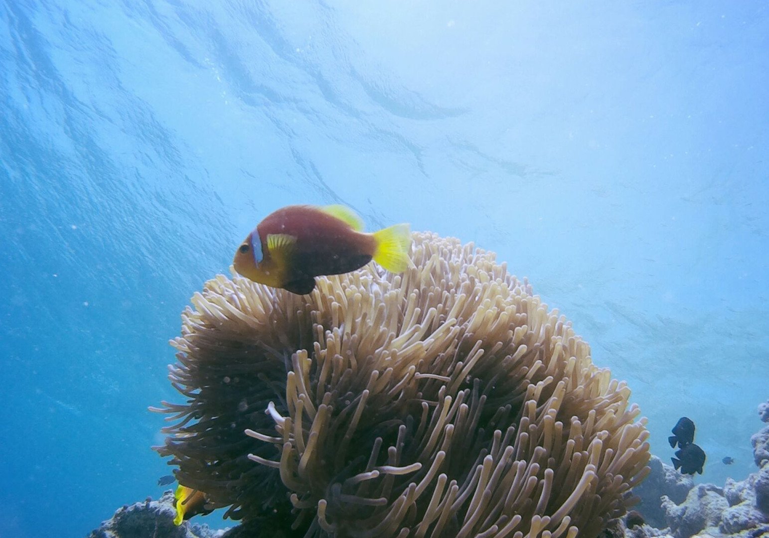 Мальдивы. Не забываемое посещение рыбацкого острова Thuladoo
