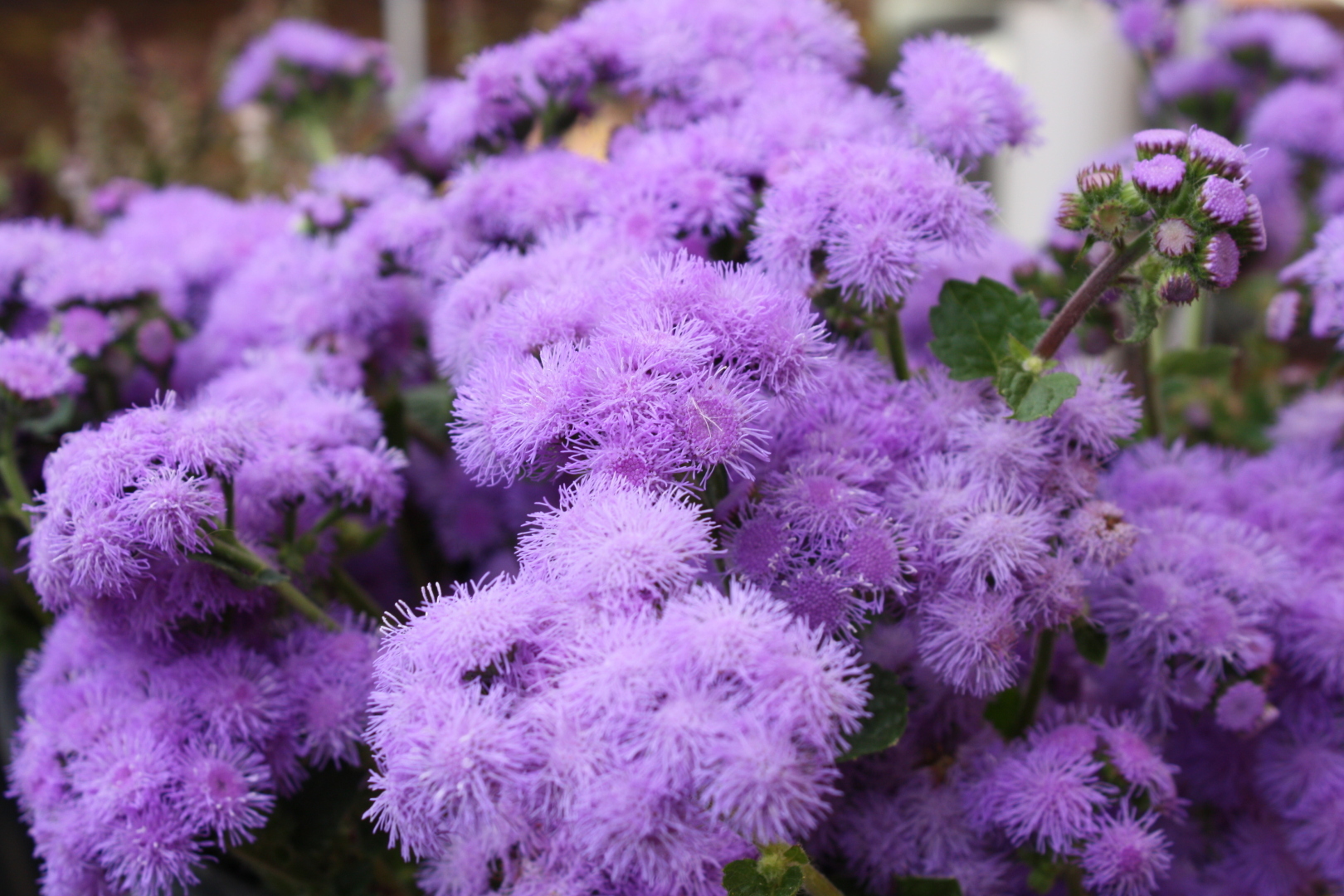 Дача. Руководство по выбору лучших однолетних цветов для дачной клумбы: виды, классификация, советы, описания