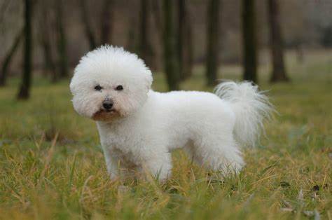 Какие породы собак подходят для жизни в городской квартире? 7 наиболее подходящие породы собак.