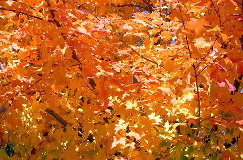 Зимний суп из кабачков с гренками грюйер