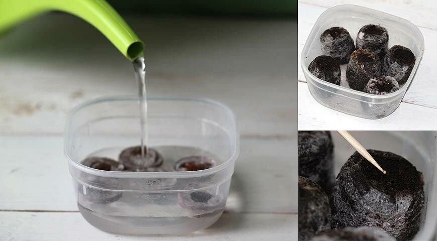 Почему погибает рассада? Правила питания, лечение и защита: Как вырастить рассаду огурцов с помощью торфяных таблеток