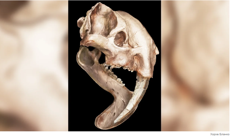 У "сумчатого саблезубого" были массивные клыки с корнями, которые росли над верхней частью черепа.