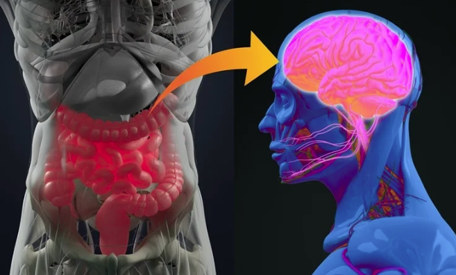 Микробиом кишечника и психическое здоровье: как они взаимодействуют?