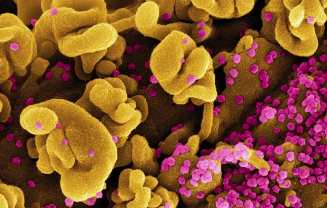 Субвариант XBB/XBB.1.5 SARS-CoV-2 демонстрирует повышенную чувствительность к вакцинам