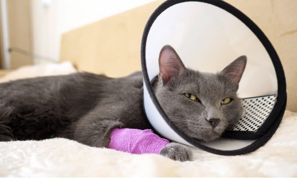 Почему кошки всегда приземляются на лапы.