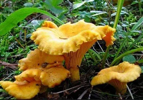 Что за грибы лисички и чем они полезны. Грибной суп из лисичек