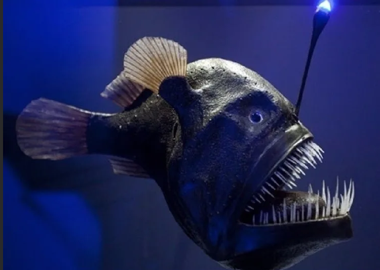 Самые жуткие морские обитатели