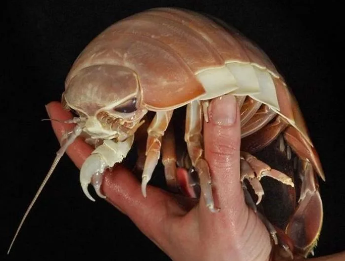 Самые жуткие морские обитатели