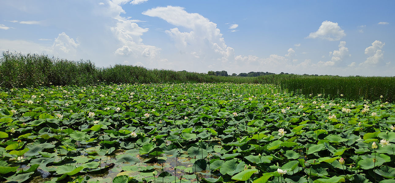 Лотос. Где посмотреть как цветут лотосы в Краснодарском крае?
