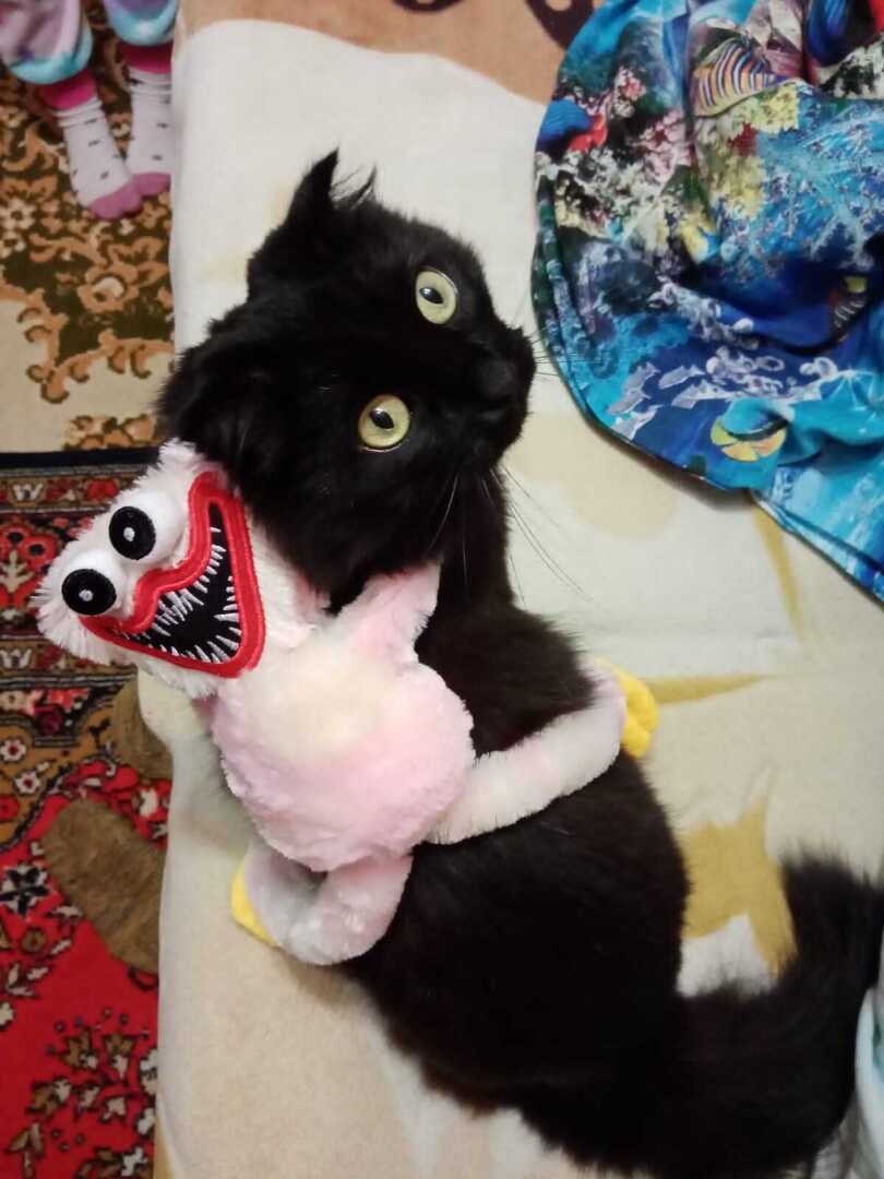 Как мой кот с животом маялся, или неожиданный хук от ветеринара.