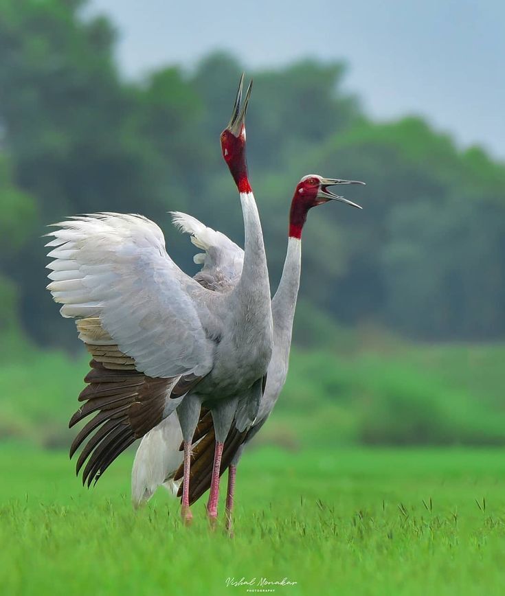 Индийские власти конфисковали журавля у индийца, который его спас