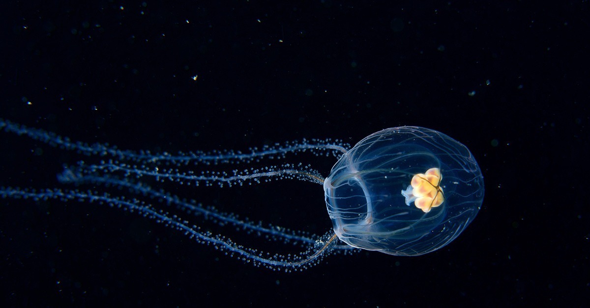 Самые жуткие морские обитатели