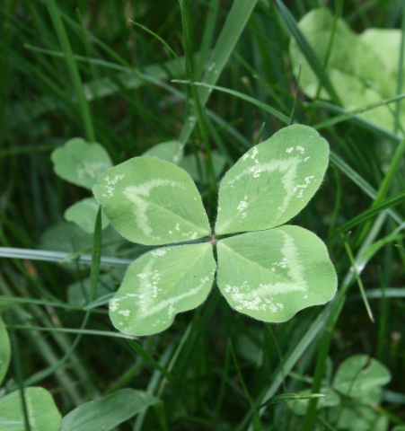 Как найти четырехлистный клевер ?