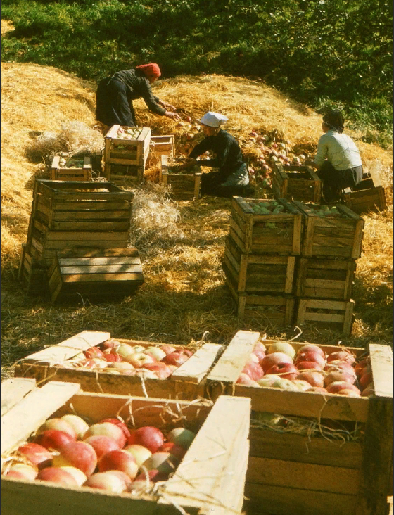Это было наше лето в детстве и в молодости.