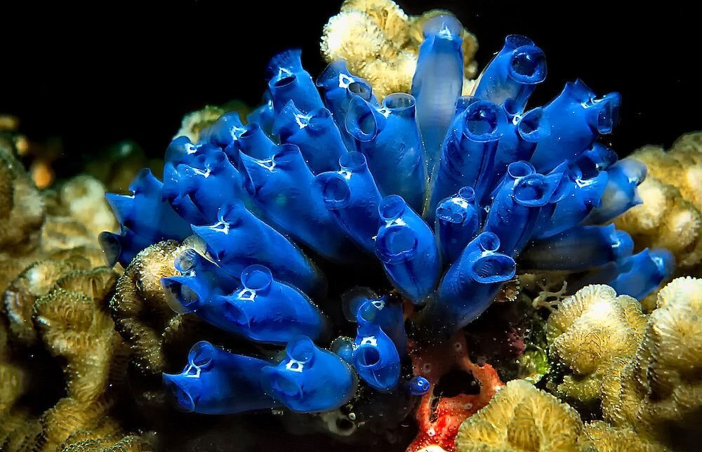 Самые жуткие морские обитатели