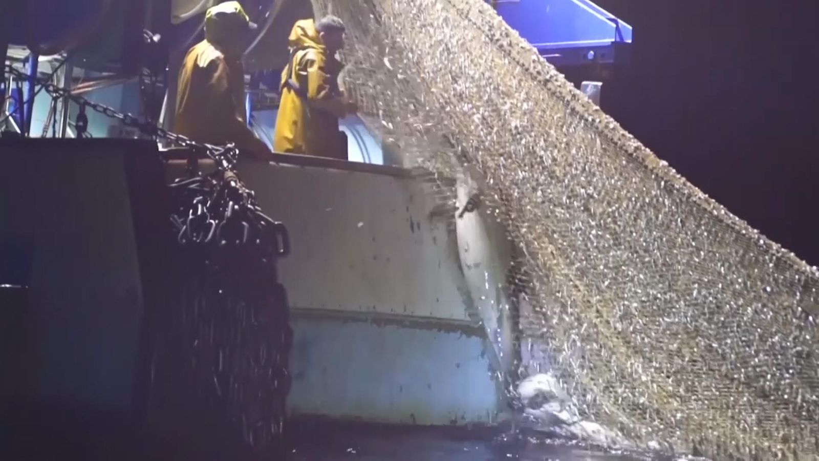 Дельфинам грозит серьезная угроза исчезновения, в связи с чем Франция запретила рыболовство в Бискайском заливе