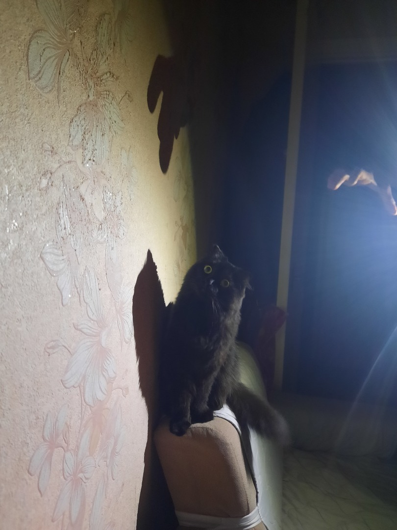 Григорий в театре теней. Как кот был юным зрителем.