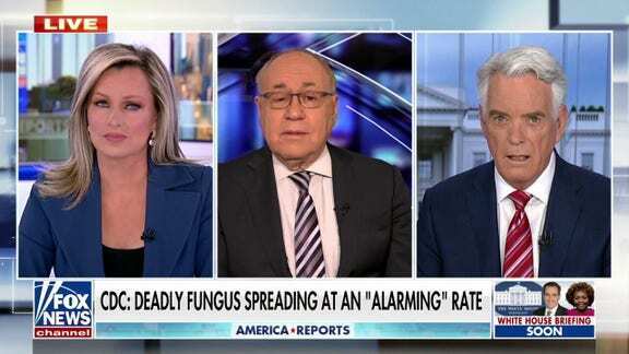 Пугающий новый грибок "candida auris": Что это такое? Кто восприимчив? Эксперты высказывают свое мнение о потенциально смертоносном грибке, обнаруженн