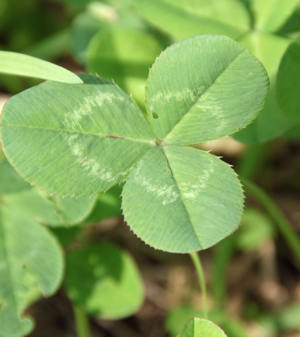 Как найти четырехлистный клевер ?