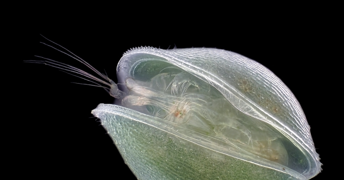 Самые жуткие морские обитатели