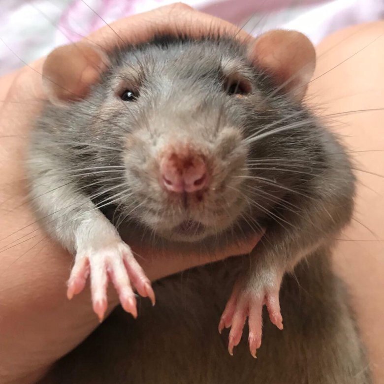 Сколько живут грызуны, такие как крысы.