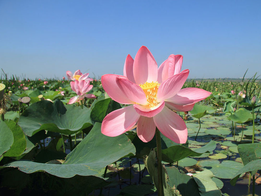Лотос. Где посмотреть как цветут лотосы в Краснодарском крае?