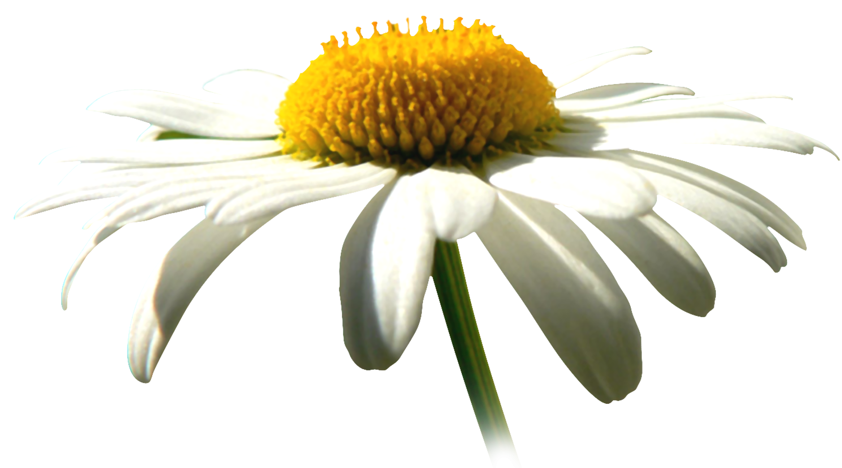 Слёзы нищеты. Величайшее открытие Роберта Коха.