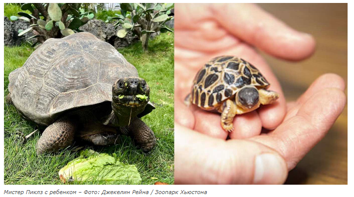 90-летняя черепаха впервые становится отцом со своей женой 29 лет