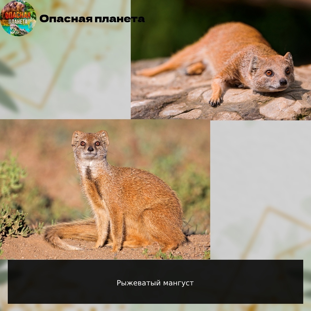 Рыжеватый мангуст обитает исключительно на юго-западе Aфрики