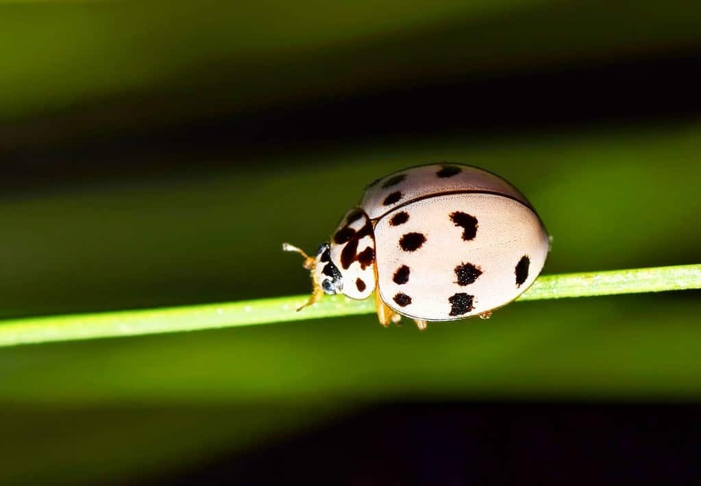 Виды серых жуков.
