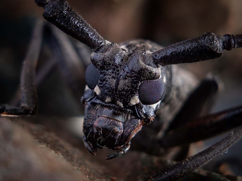 Виды серых жуков.