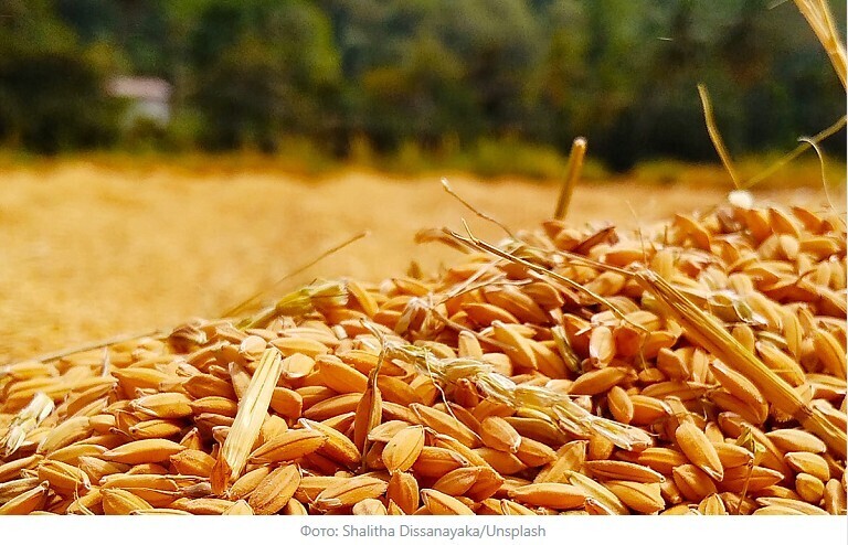 Россия запретила ввоз белорусского зерна из-за болезни